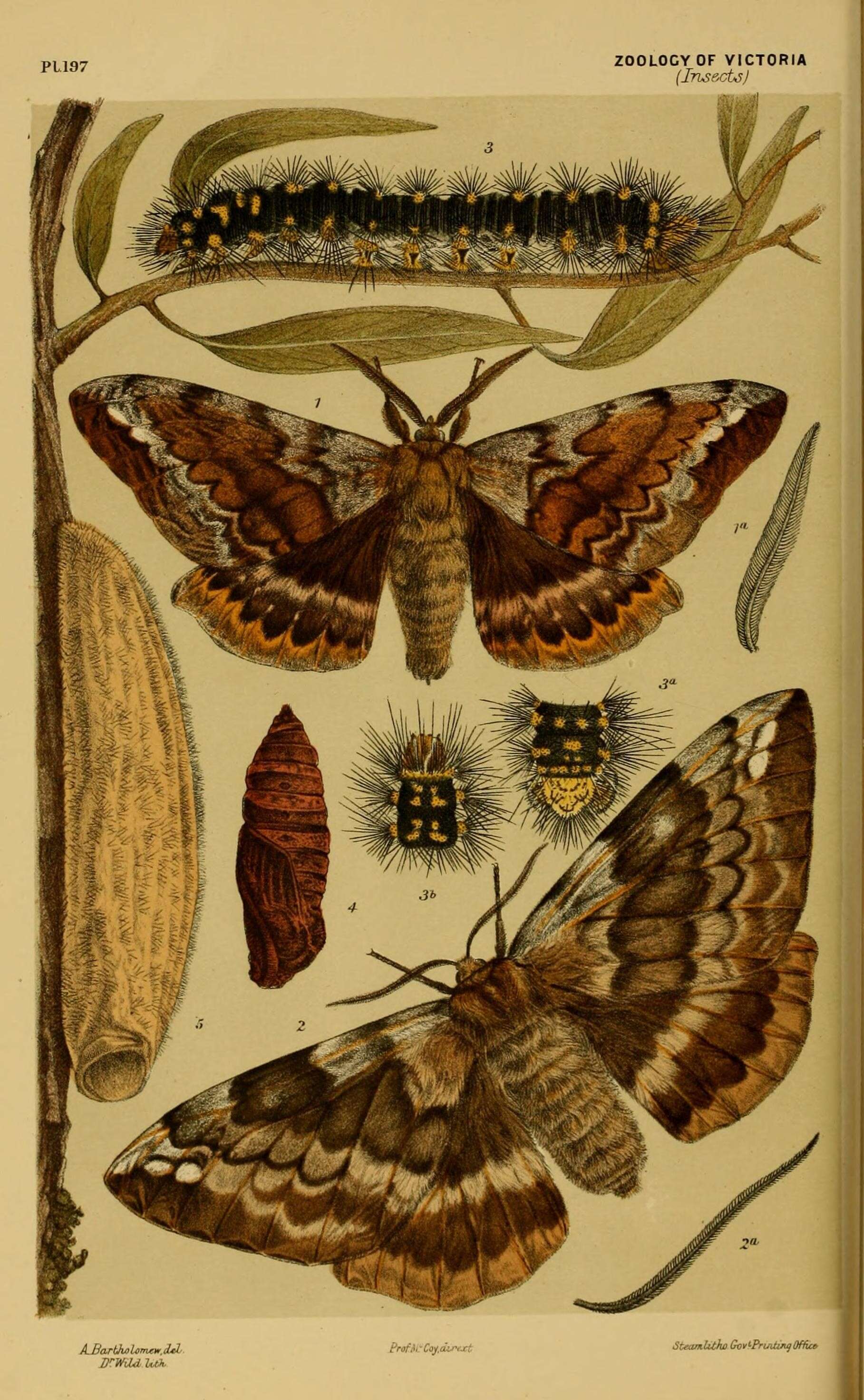 Image de Chelepteryx collesi Gray (1835)