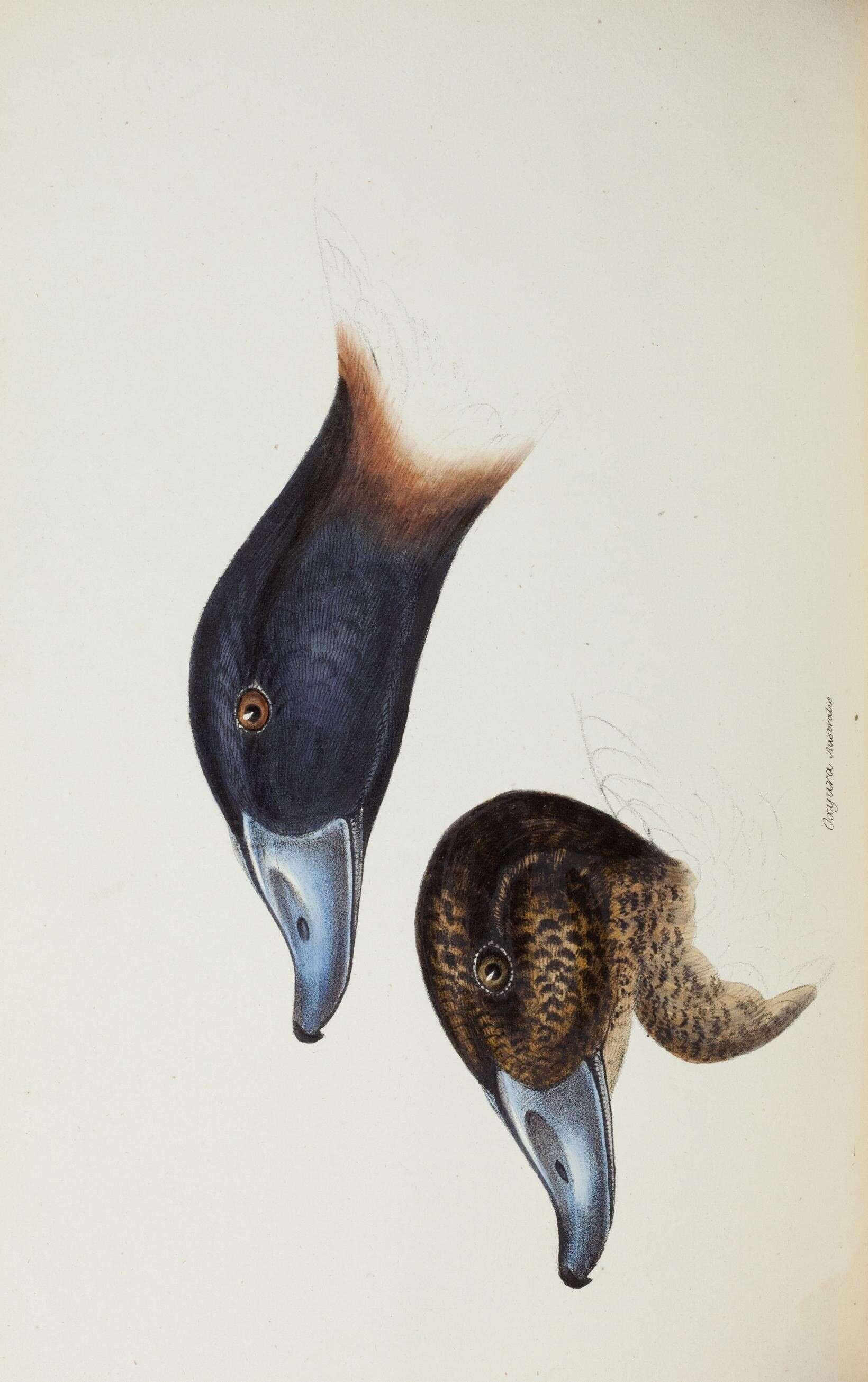 Image of Blue-billed Duck