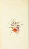 Plancia ëd Spondylus gaederopus Linnaeus 1758