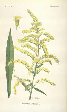 Solidago altissima L. resmi