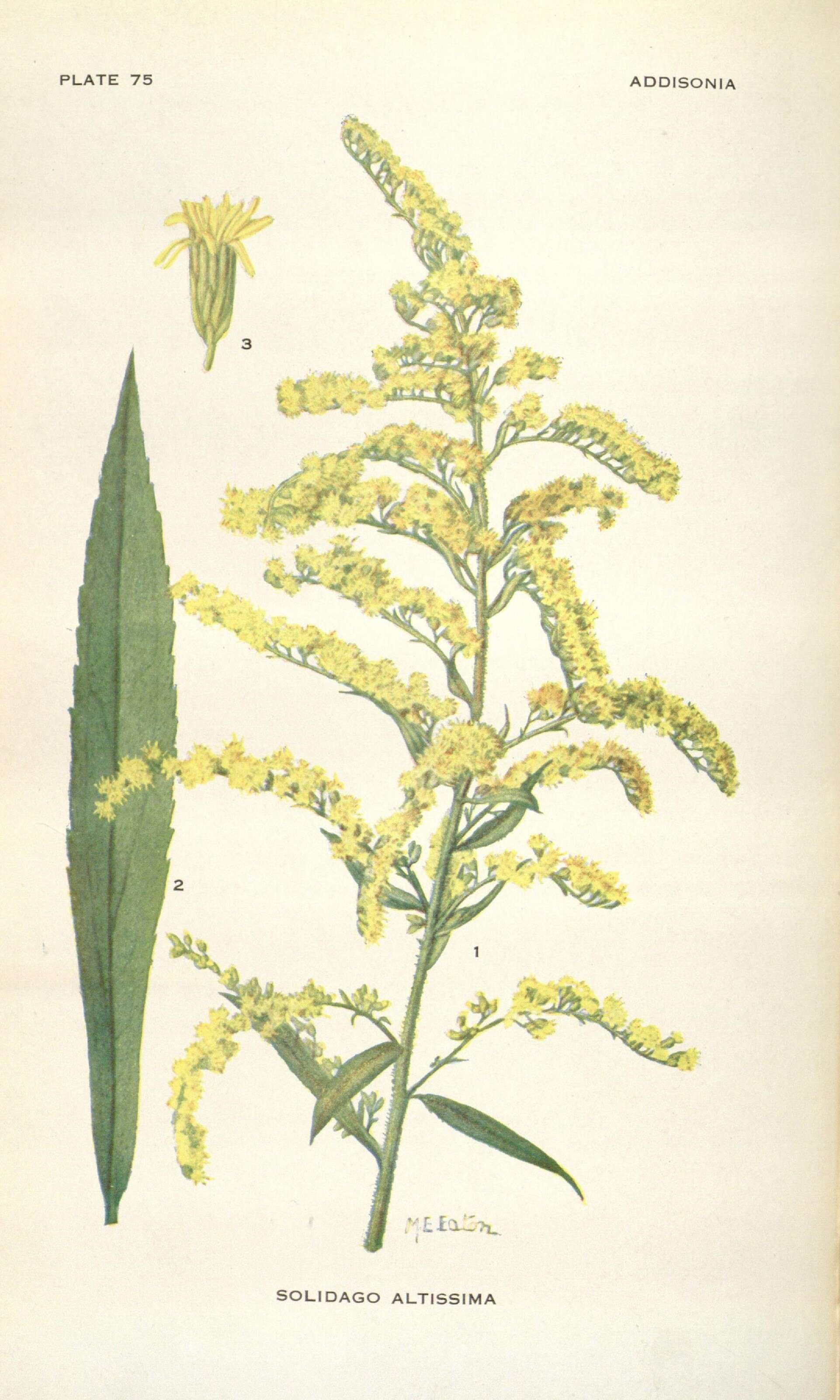 Image of Canada goldenrod