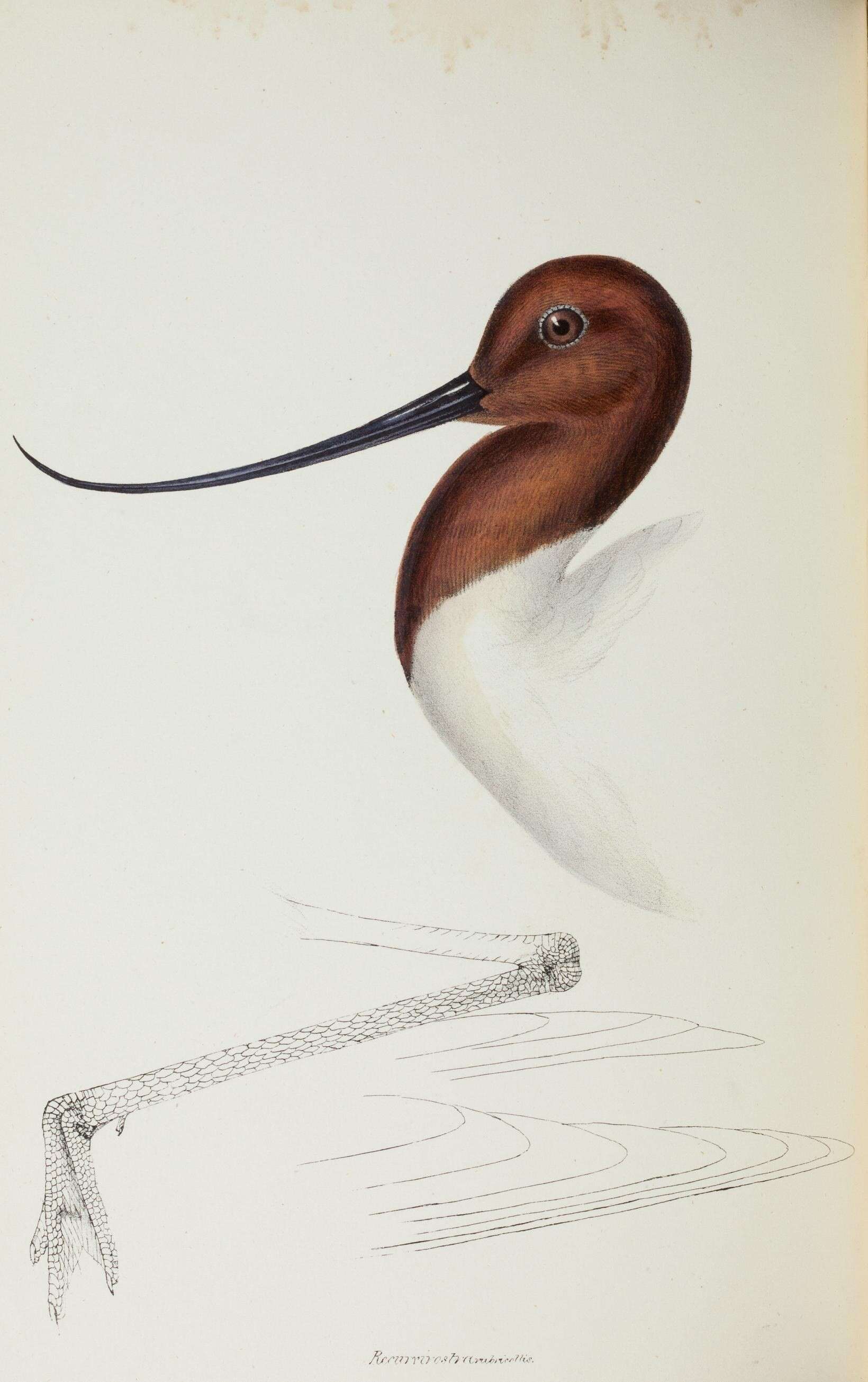 Image de Avocette d'Australie