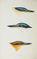 Image of Sacred Kingfisher