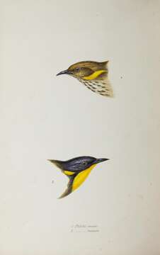 Image of Yellow-plumed Honeyeater