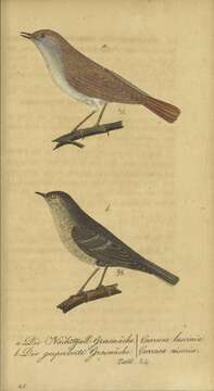 Image of Curruca Bechstein 1802