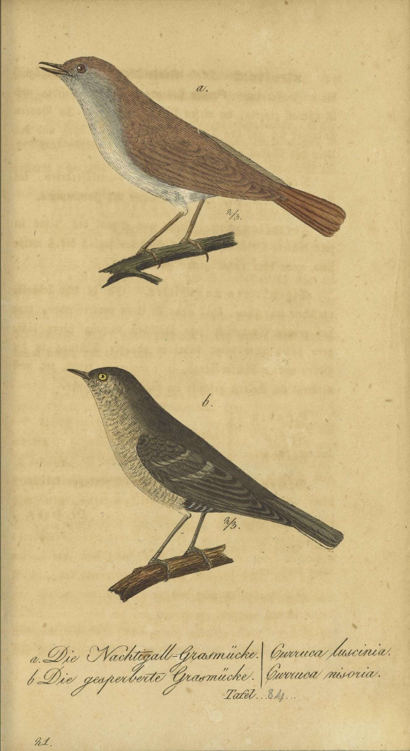 Image de Curruca Bechstein 1802