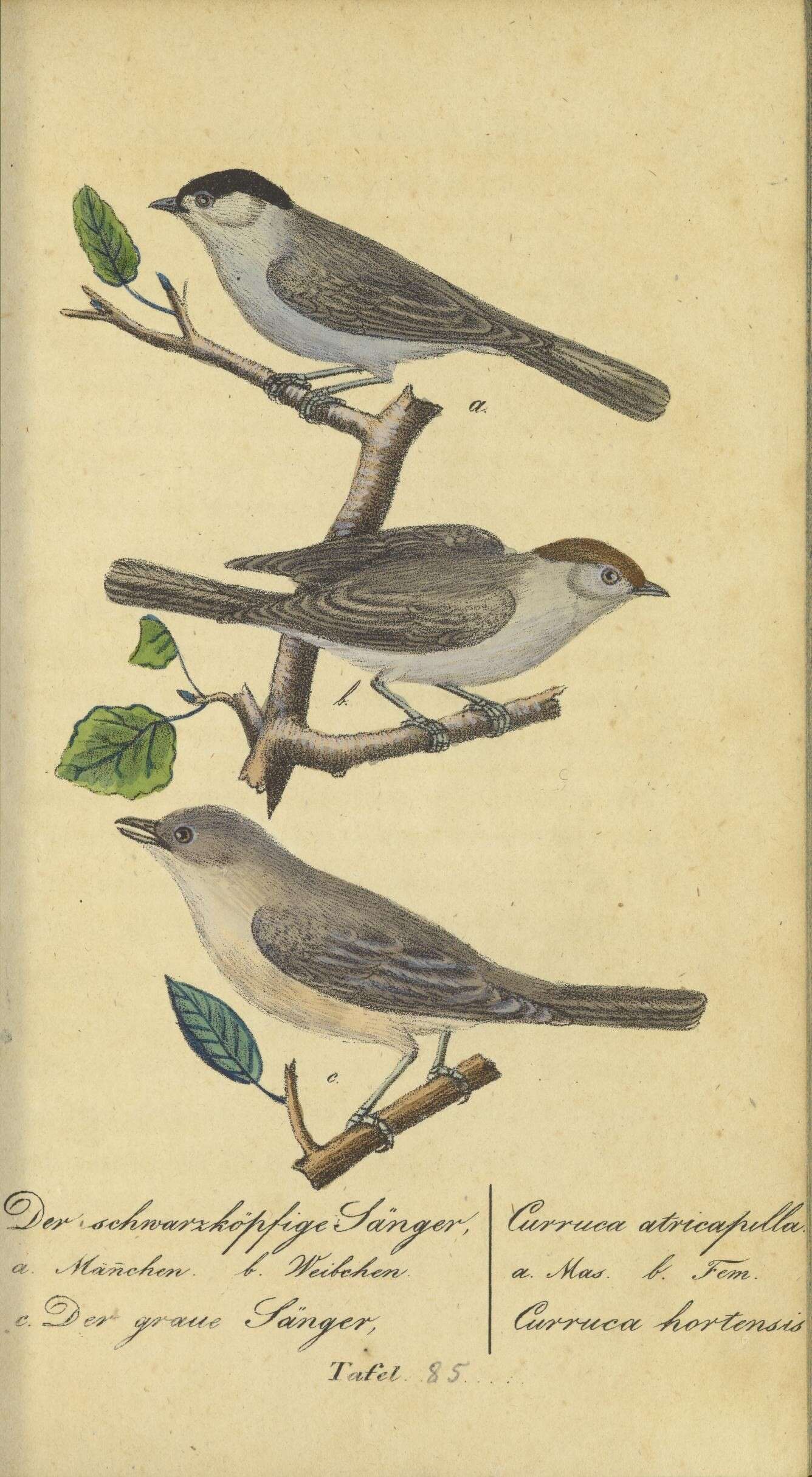 Image de Curruca Bechstein 1802