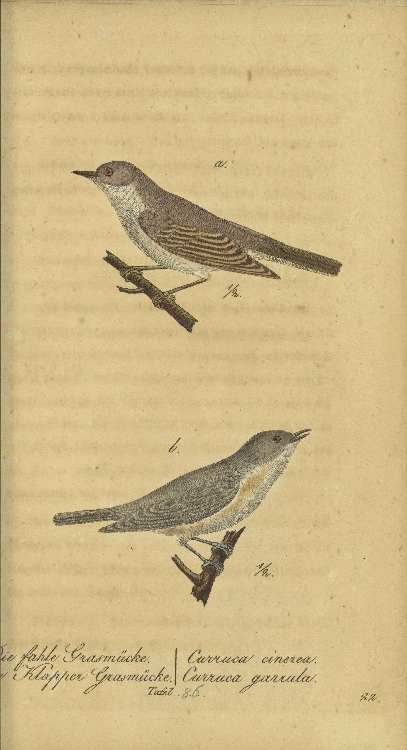 Image de Curruca Bechstein 1802