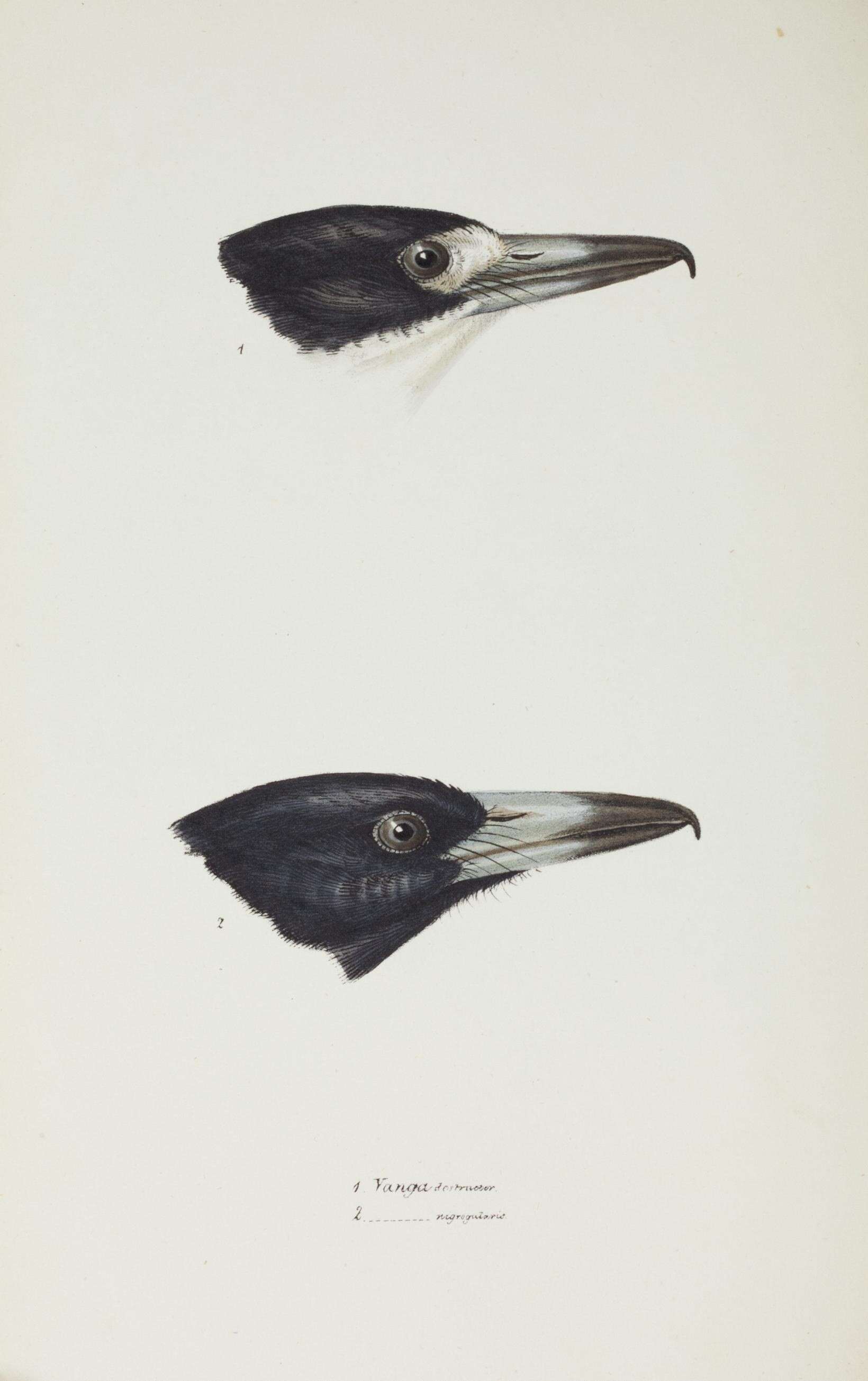Image of Pied Butcherbird