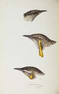 Image of Red Wattlebird