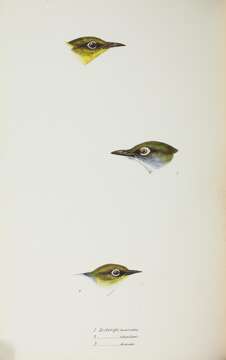 Image of Slender-billed White-eye