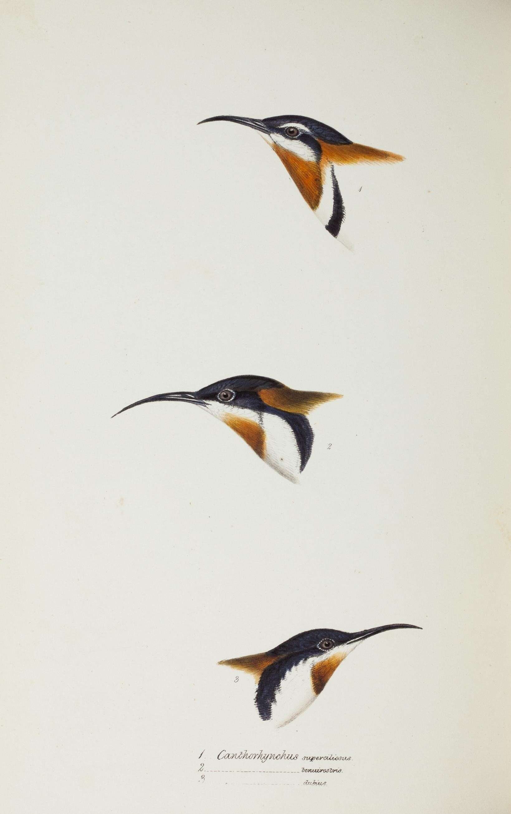 Image of Western Spinebill