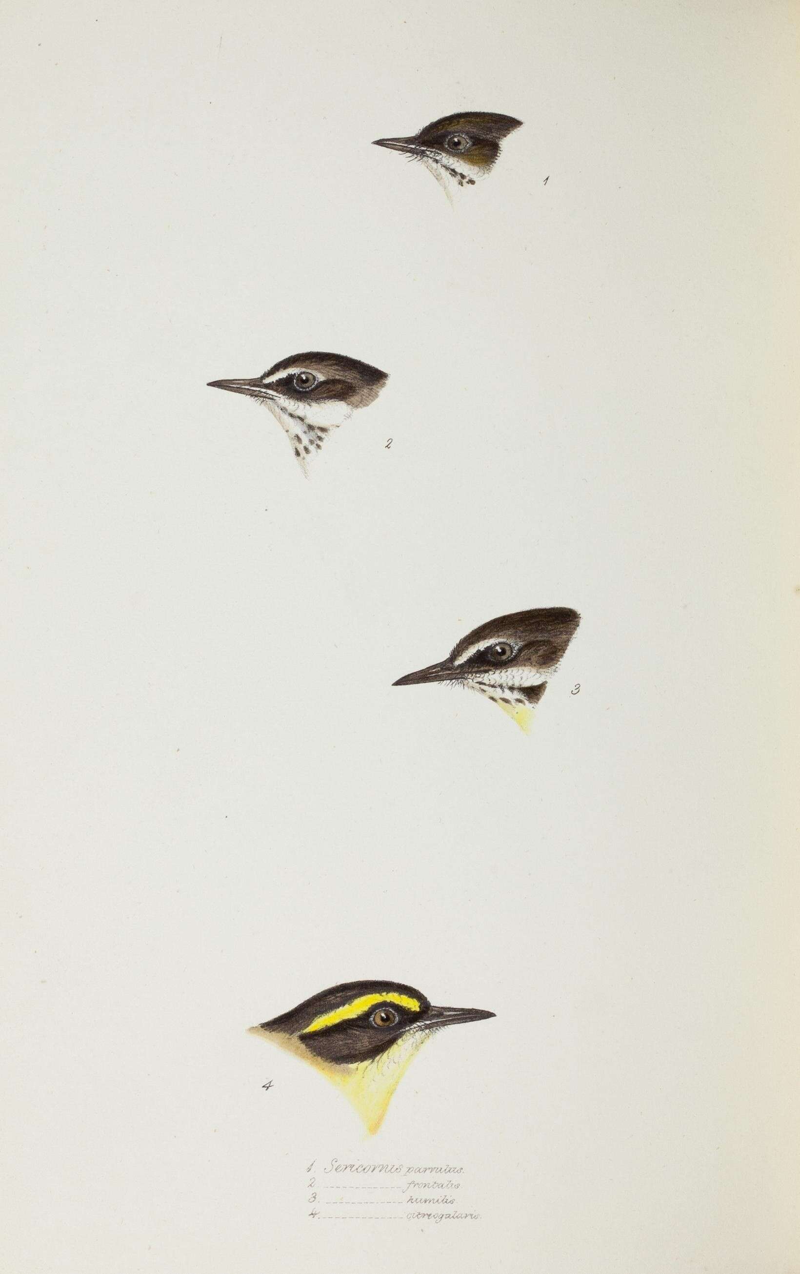 صورة Sericornis frontalis (Vigors & Horsfield 1827)