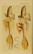 Image of Common stinkfish