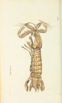 Image de Squilloidea Latreille 1802