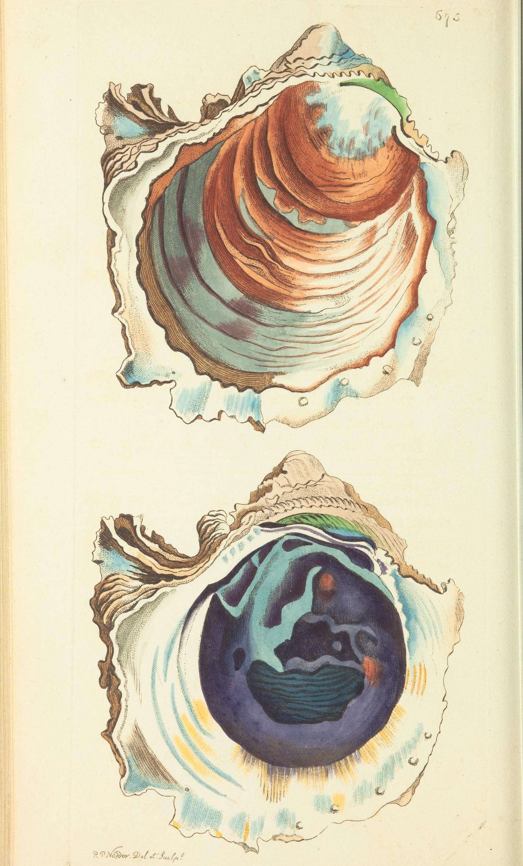 Image de Bivalvia Linnaeus 1758