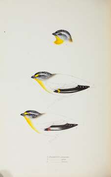 Image of Spotted Pardalote