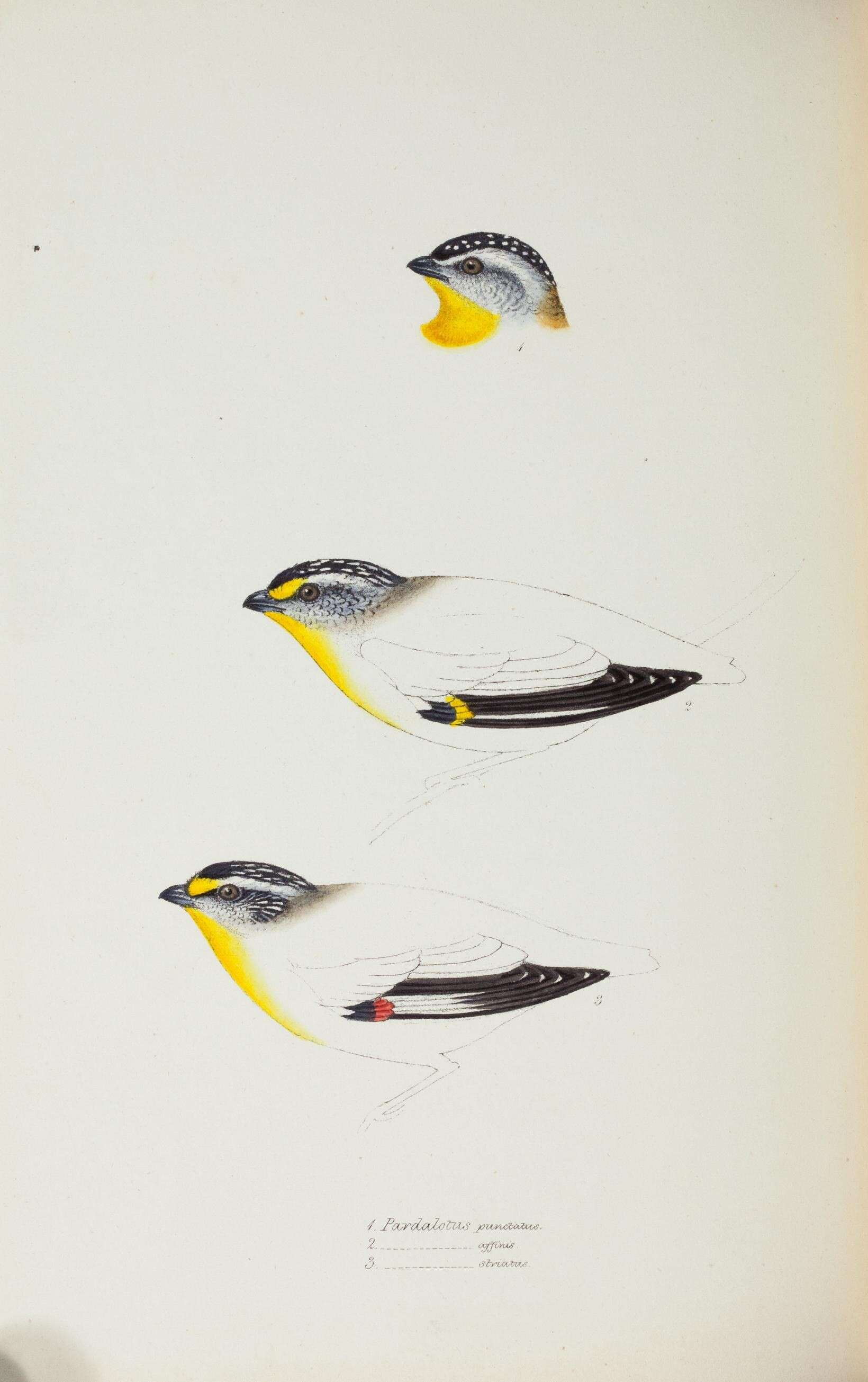 Imagem de Pardalotus punctatus (Shaw 1792)