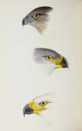 Image of Grey Goshawk