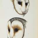 Tyto javanica delicatula (Gould 1837) resmi