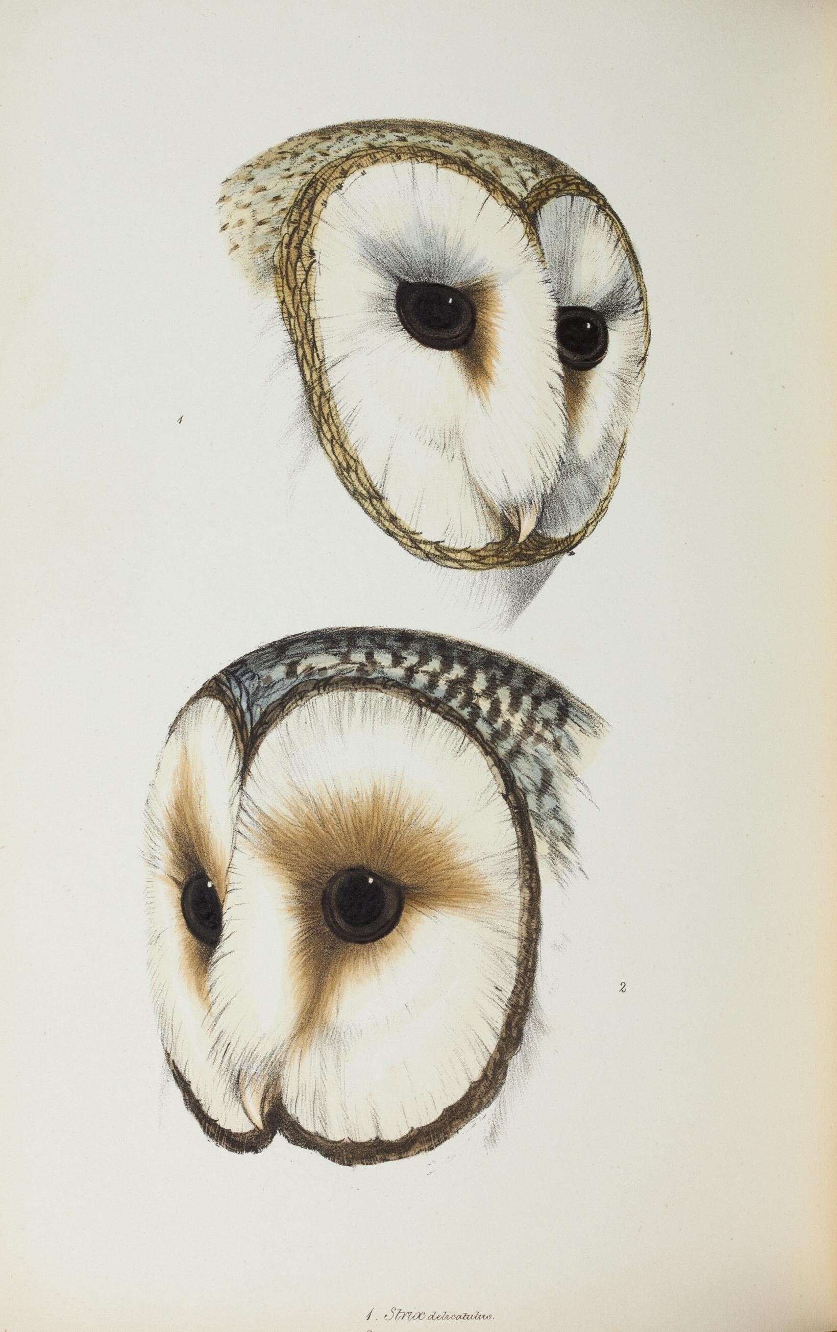 Image of Eastern Barn Owl