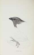 Imagem de Struthidea Gould 1837