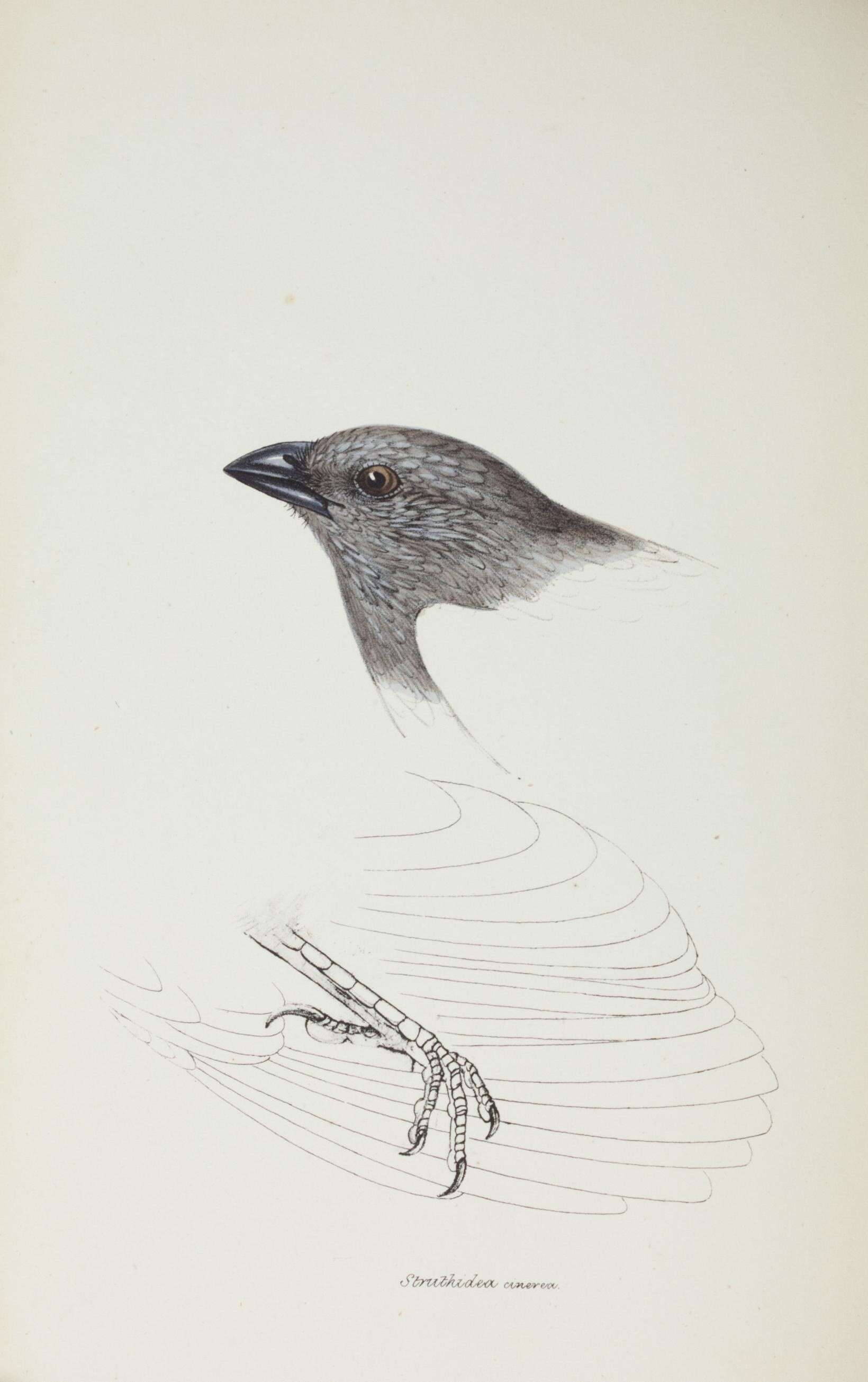 Sivun Struthidea Gould 1837 kuva