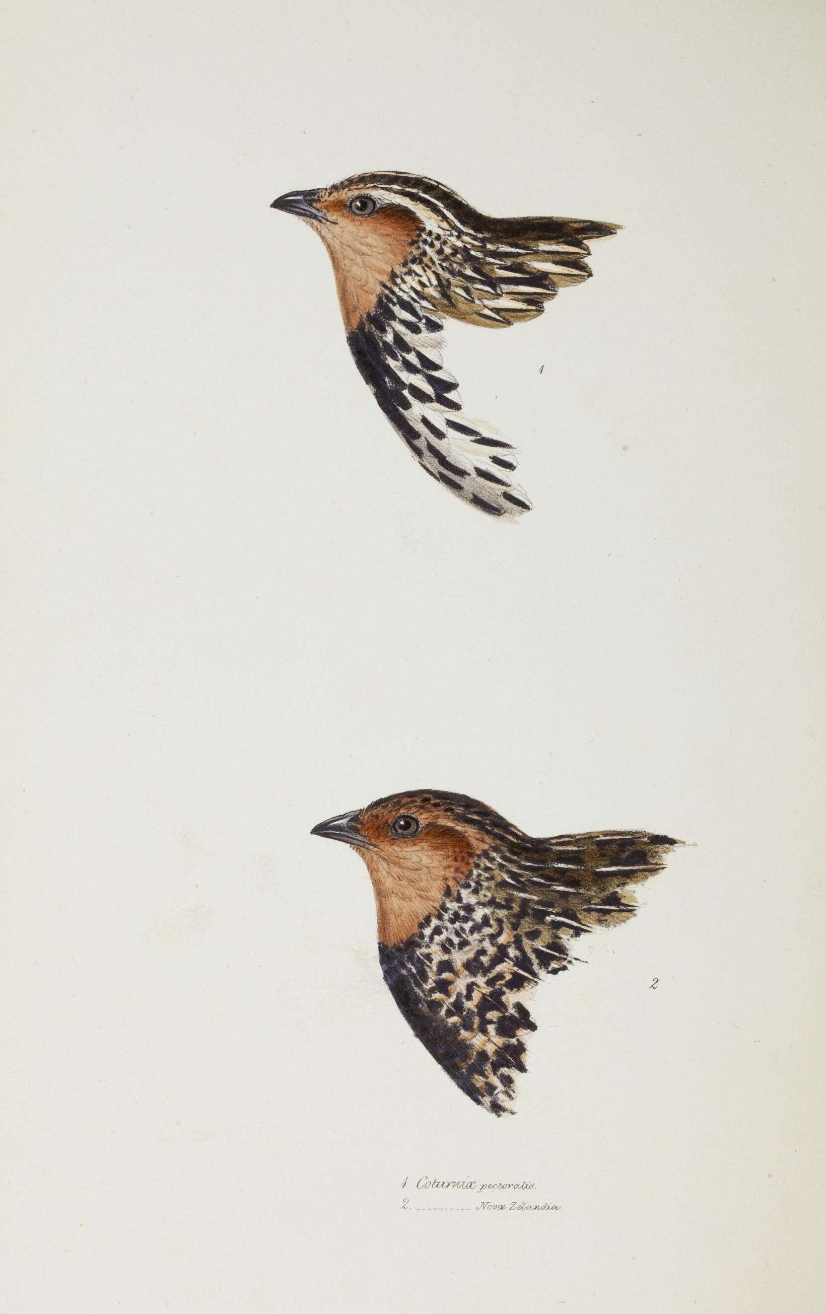 Image of Stubble Quail