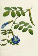 Слика од Clitoria ternatea L.