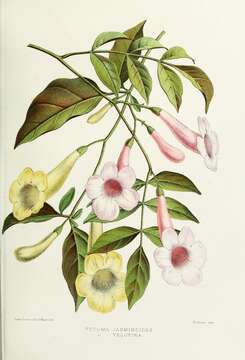 Image of Native Jasmine