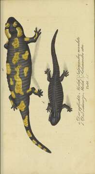 Image of Salamandrinae Goldfuss 1820