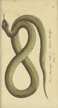 Image of Grass snakes