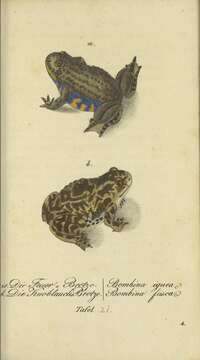 Image of Firebelly Toads