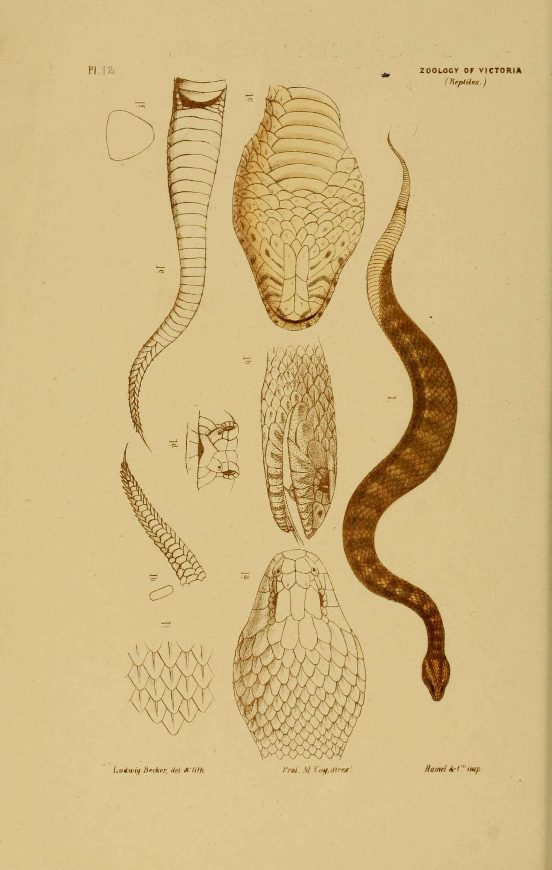 Imagem de Acanthophis antarcticus (Shaw & Nodder 1802)