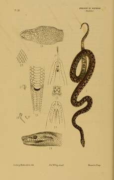 Image of Morelia spilota variegata Gray 1842