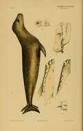 Imagem de Hydrurga Gistel 1848
