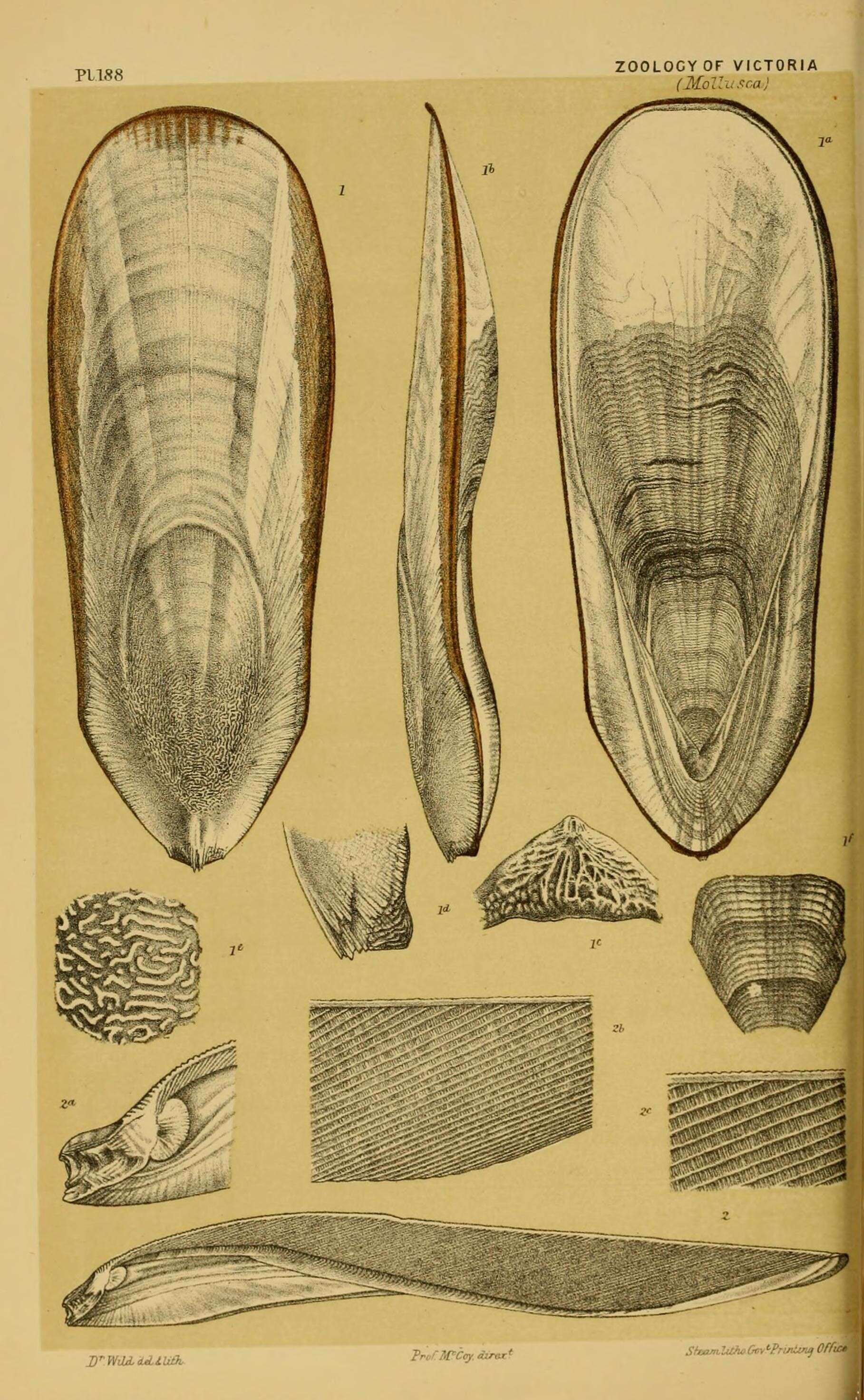 Image de Seiche géante Australienne