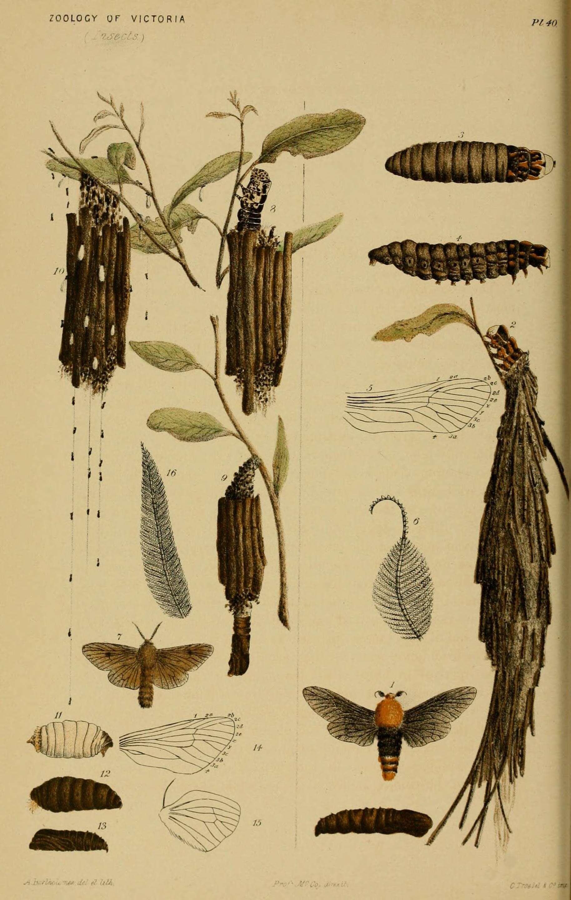Image de Metura elongatus Saunders 1847