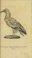 Image de Cathartes Illiger 1811