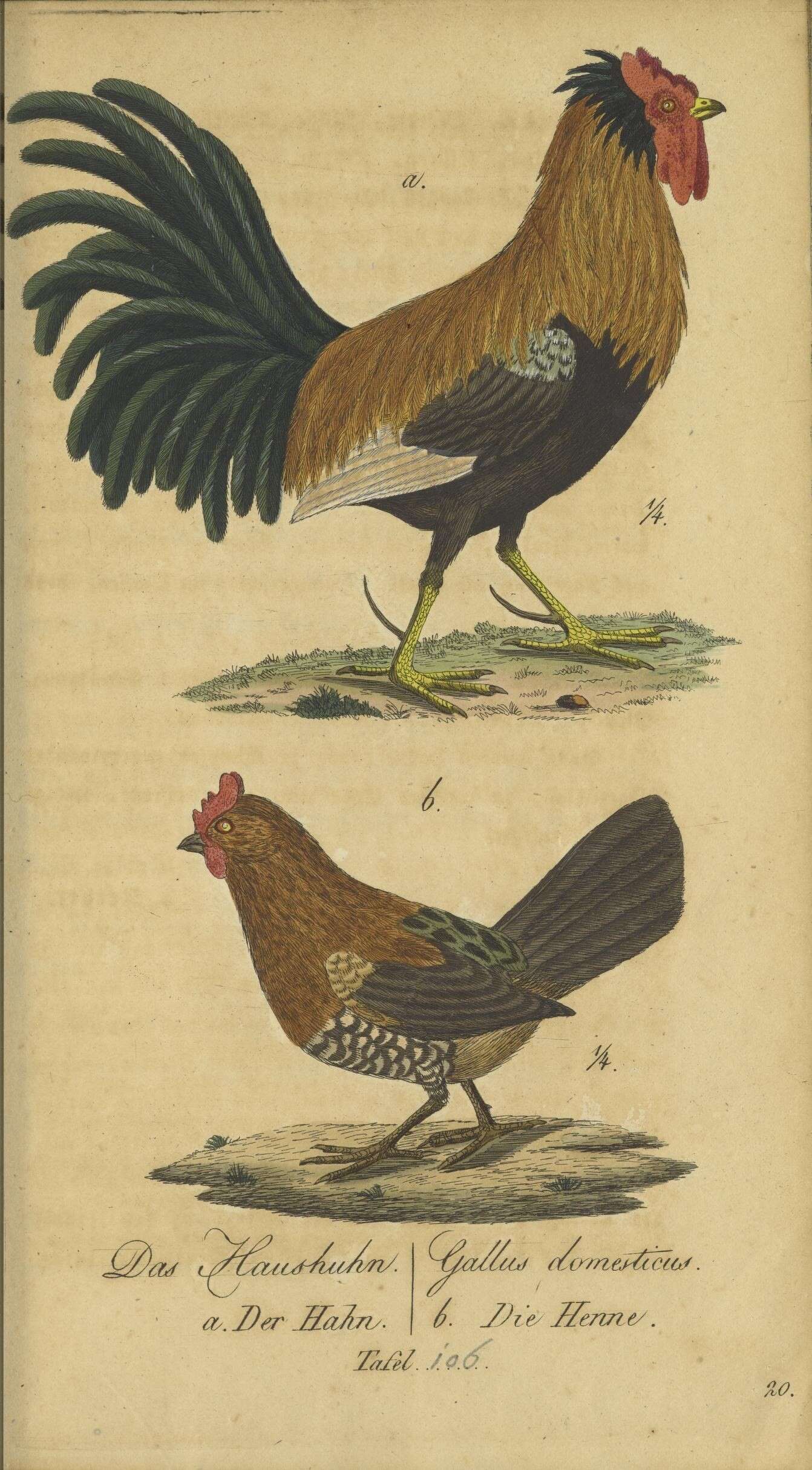 Image of Bantam Cock