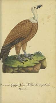 Image de Vultur Linnaeus 1758