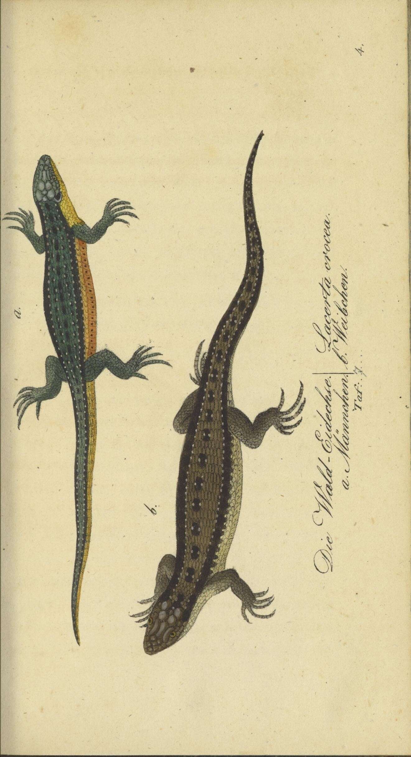 Lacerta Linnaeus 1758 resmi