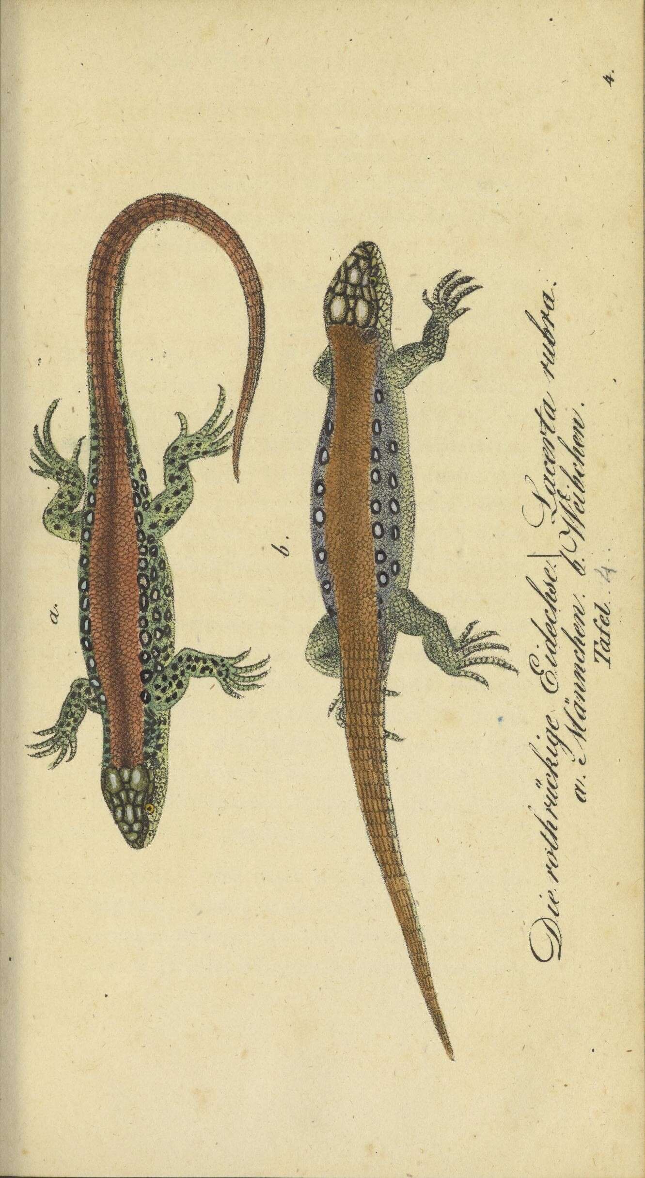 Lacerta Linnaeus 1758 resmi