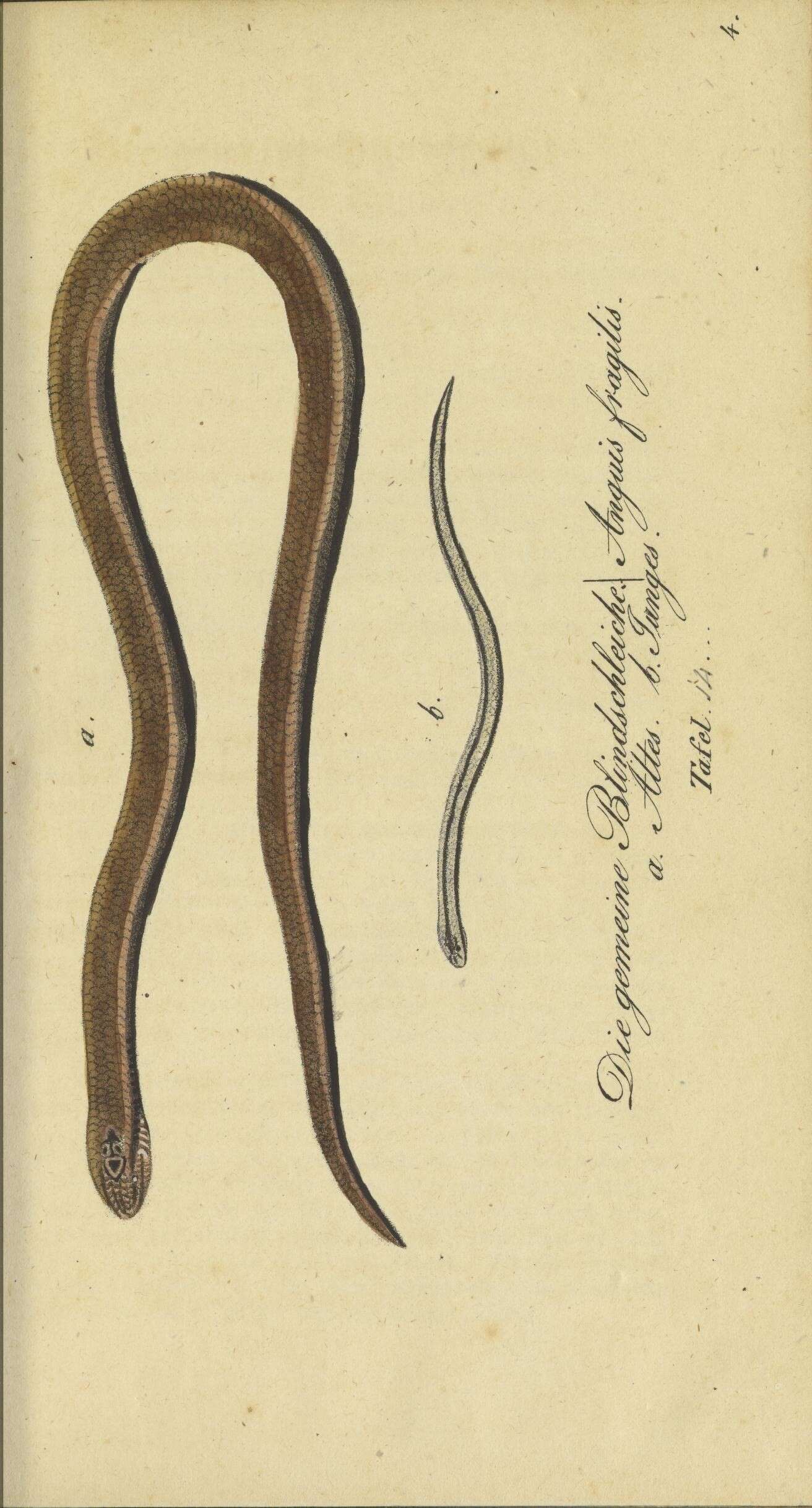 Image de Anguis Linnaeus 1758