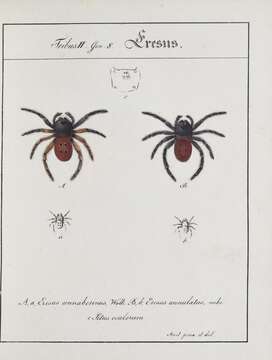 Image of velvet spiders