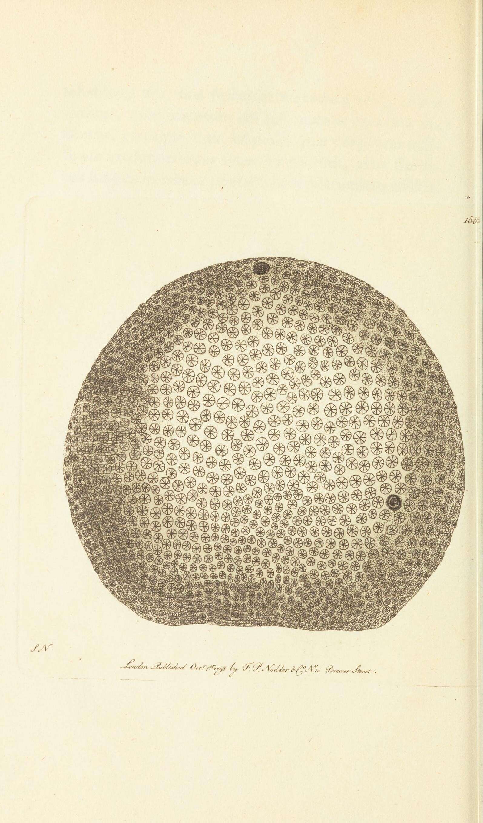 Image of Starry Globe Madrepore