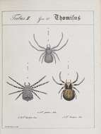 Image de Thomisidae