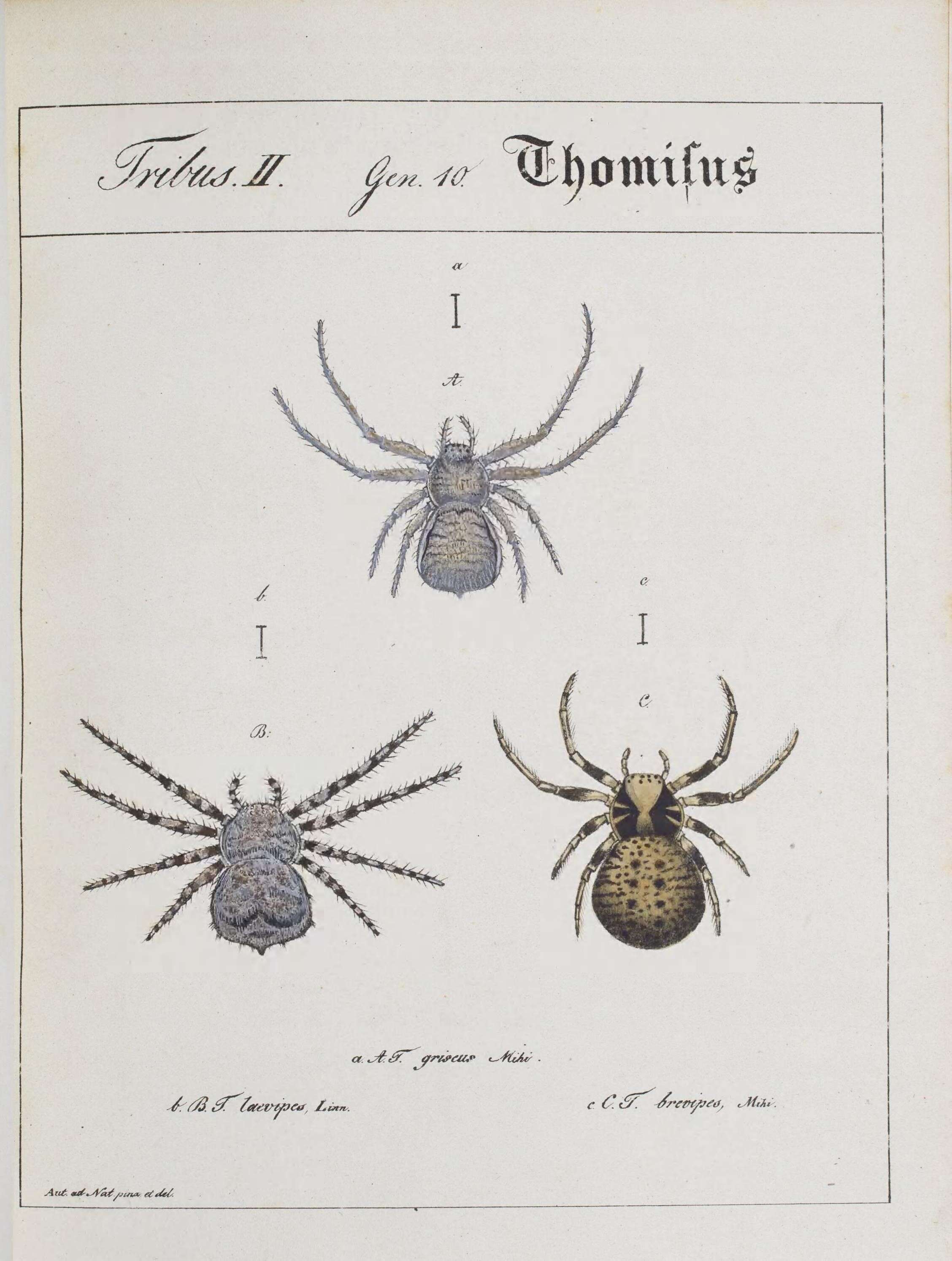 Image de Thomisidae