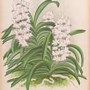 Imagem de Rhynchostylis coelestis (Rchb. fil.) A. H. Kent