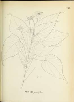 Image of Pavonia geminiflora Moric.